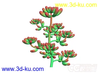 多肉-八千代模型的图片