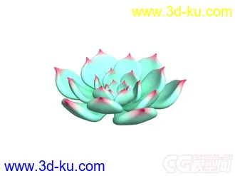 多肉-吉娃娃模型的图片