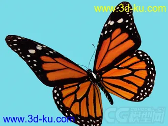蝴蝶模型的图片