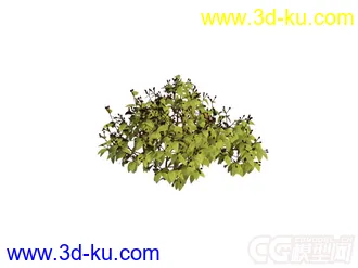 花草丛模型的图片