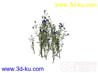 花草模型的图片