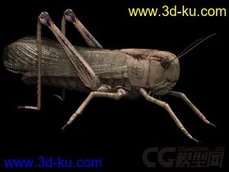 蝗虫模型的图片