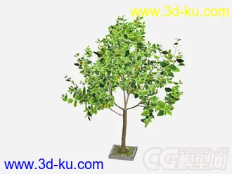 景观树模型的图片