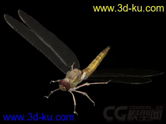 蜻蜓模型的图片