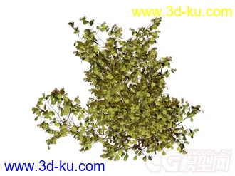 树丛模型的图片
