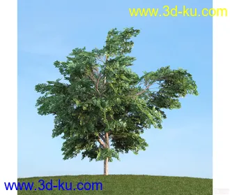 树模型01的图片