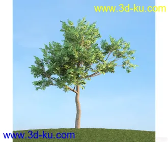 树模型02的图片