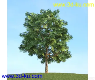 树模型03的图片