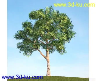 树模型04的图片