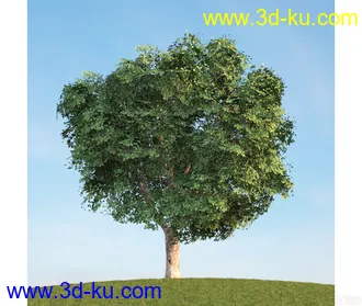 树模型05的图片