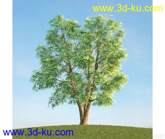 树模型07的图片