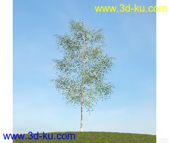 树模型08的图片