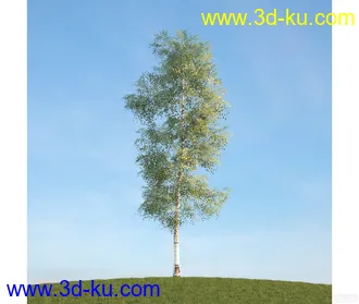树模型09的图片