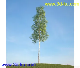 树模型10的图片