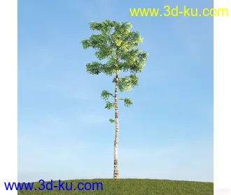 树模型11的图片