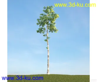 树模型12的图片