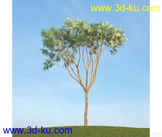 树模型13的图片