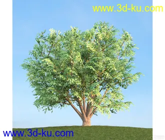 树模型14的图片