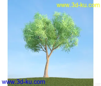 树模型17的图片