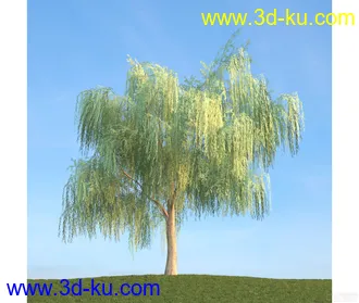 树模型20的图片
