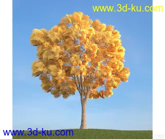 树模型22的图片