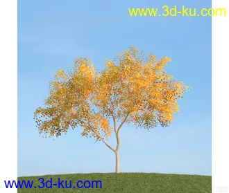 树模型23的图片