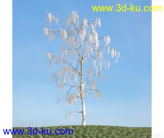 树模型24的图片
