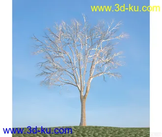 树模型25的图片