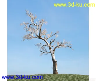 树模型27的图片