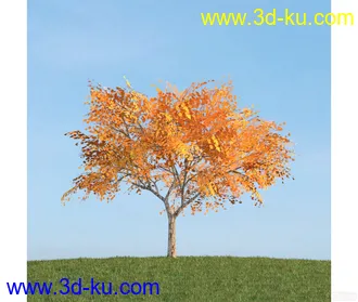 树模型30的图片