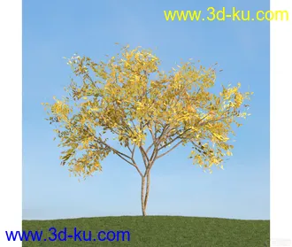 树模型33的图片