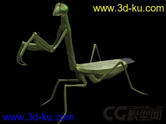 螳螂模型的图片