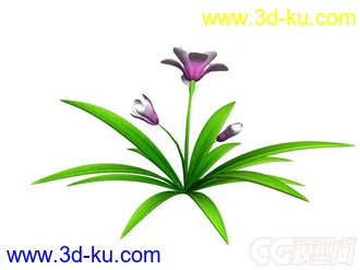 香兰模型的图片