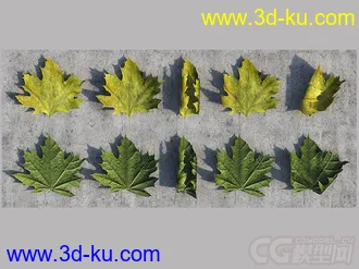 叶子带贴图模型的图片