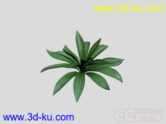 一个植物模型的图片
