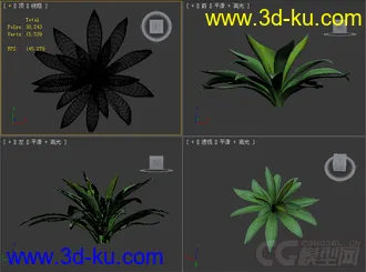 一个植物模型的图片