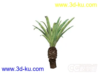 棕榈矮树模型的图片