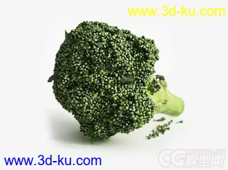 西兰花模型的图片