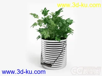 香菜模型的图片