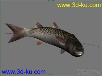 鲻鱼模型的图片