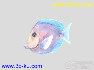 紫蓝吊鱼模型的图片