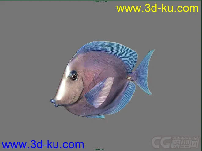 紫蓝吊鱼模型的图片2
