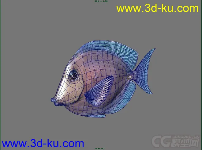 紫蓝吊鱼模型的图片3
