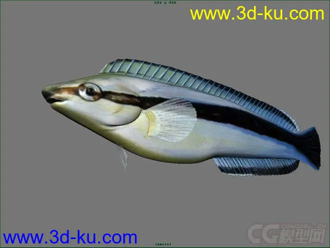 纵带盾齿鳚鱼模型的图片2
