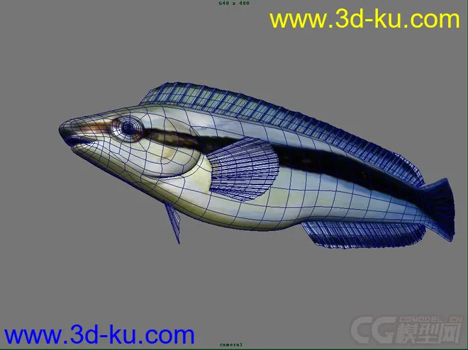 纵带盾齿鳚鱼模型的图片3