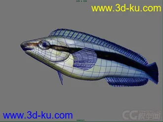 纵带盾齿鳚鱼模型的图片
