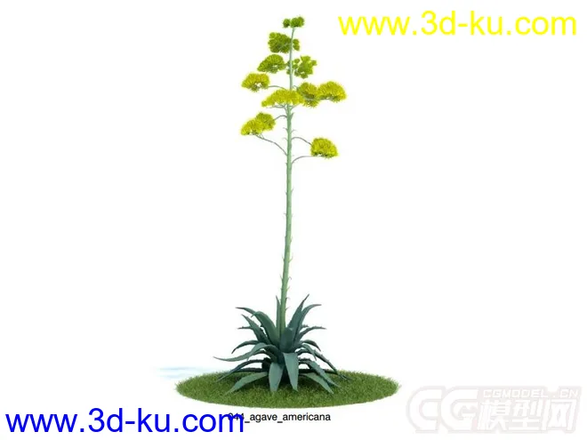 agave_americana龙舌兰花模型的图片1