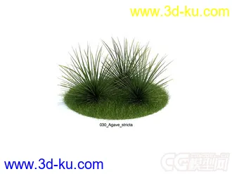 agave_stricta龙舌掌模型的图片
