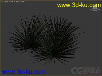 agave_stricta龙舌掌模型的图片