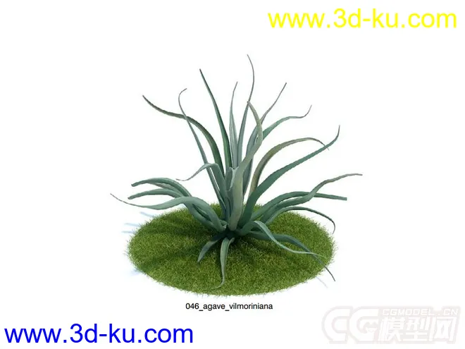 agave_vilmoriniana龙舌兰花草模型的图片1